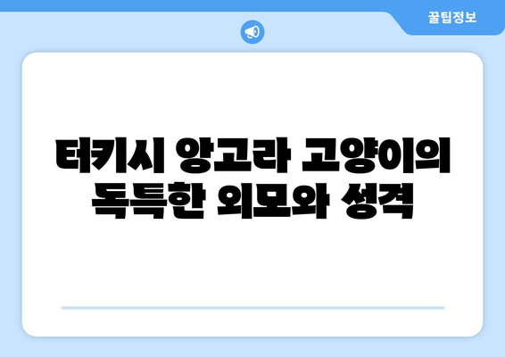 터키시·터키쉬 앙고라 고양이 가이드 | 성격, 특징, 수명