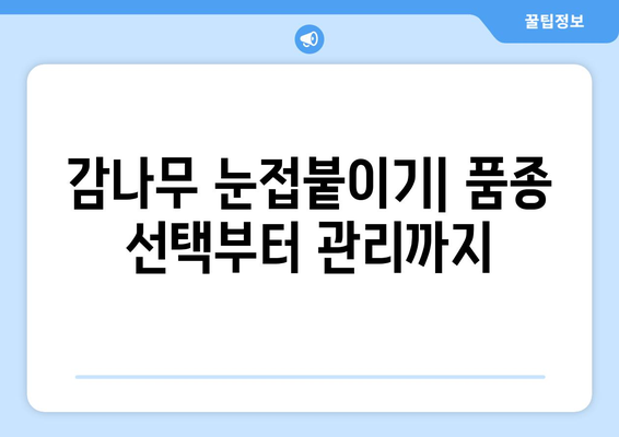 감나무 눈접붙이며 달콤한 열매를 키우기