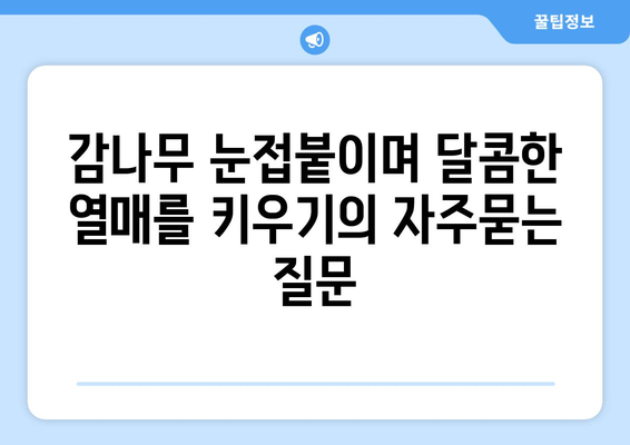 감나무 눈접붙이며 달콤한 열매를 키우기