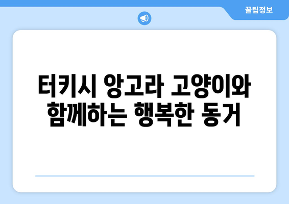 터키시·터키쉬 앙고라 고양이 가이드 | 성격, 특징, 수명