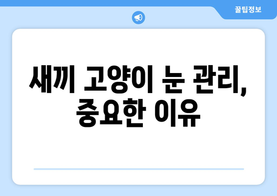 새끼 고양이 눈뜨는 시기 | 정상 범위와 케어 팁