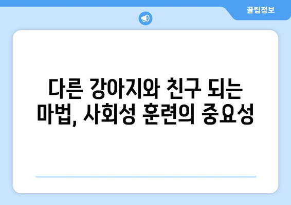 강아지 훈련 가이드 | 사회성 훈련과 간식 활용