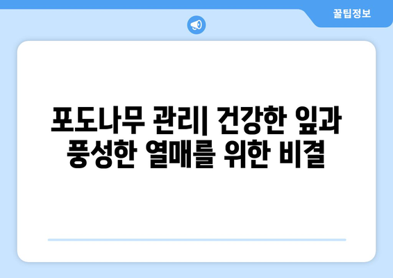 포도나무 재배와 보관 | 단계별 가이드