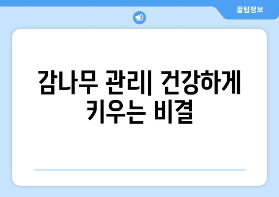 초보자를 위한 감나무 키우기 | 품종과 심기 시기