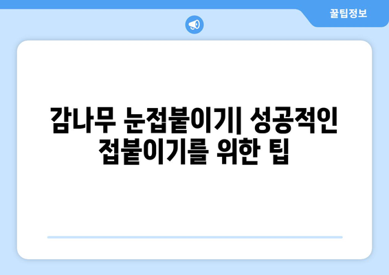 감나무 눈접붙이며 달콤한 열매를 키우기