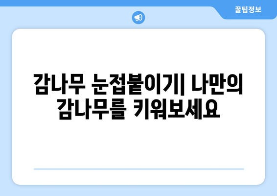 감나무 눈접붙이며 달콤한 열매를 키우기