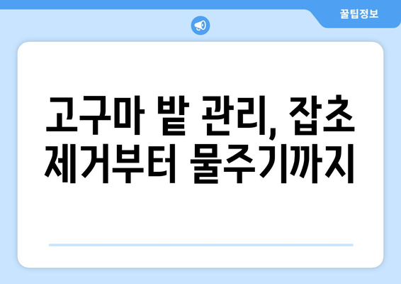 고구마 재배 | 파종부터 수확까지의 모든 단계 안내