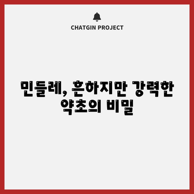 민들레의 놀라운 효능과 잠재적 부작용 | 면역 강화부터 암 예방까지