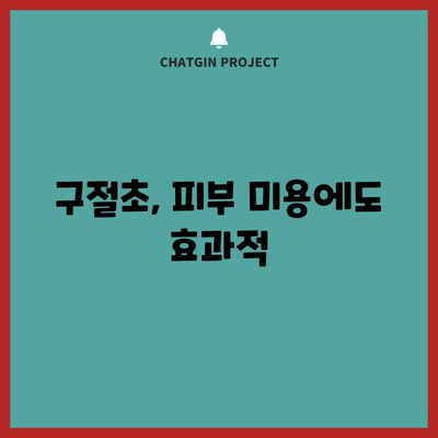 구절초의 4가지 효능과 사용법