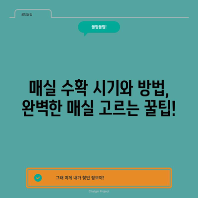 매실 수확 완벽 가이드 | 신선한 청매실과 황매실