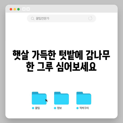 감나무 재배 완전 정복 | 달콤한 열매를 선사하는 방법