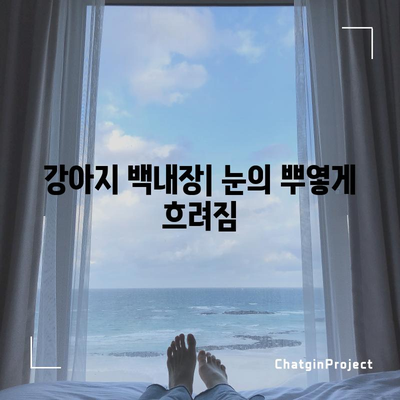 강아지 백내장 | 원인, 증상, 치료법