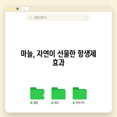 마늘 | 자연의 항생제로 알려진 놀라운 효과