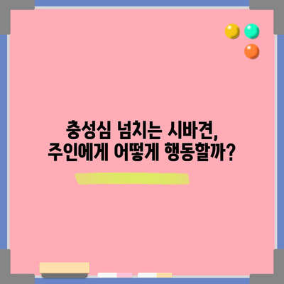 시바견의 진짜 성격 탐구