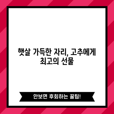 노지 고추 재배 | 성공을 위한 필수 원칙