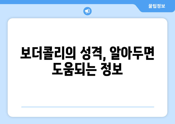 보더콜리의 성격과 키우는 요령