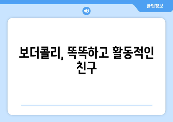 보더콜리의 성격과 키우는 요령