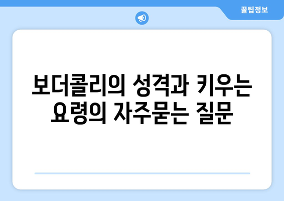 보더콜리의 성격과 키우는 요령