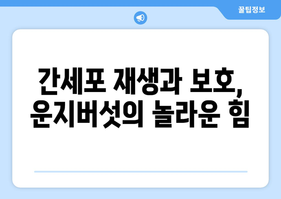 간 건강을 위한 운지버섯의 6가지 놀라운 효능