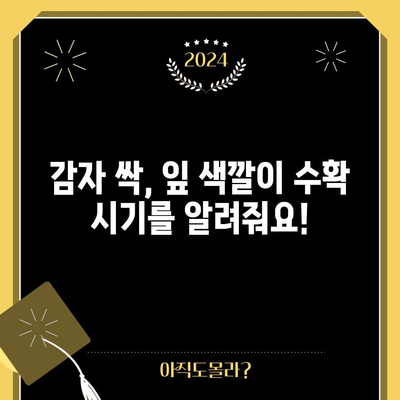 감자 수확 | 시기 및 방법 안내