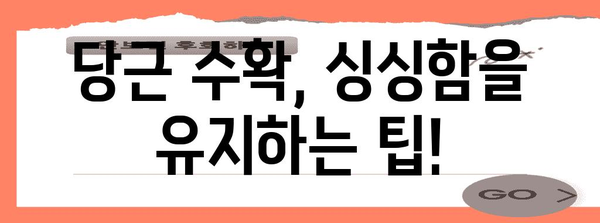 올바른 당근 수확의 열쇠 | 시기, 방법, 보관법