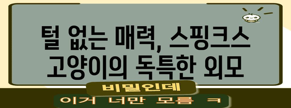 스핑크스 고양이의 성격과 관리 핵심