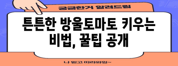 방울 토마토 재배 | 육즙이 넘치는 달콤한 열매