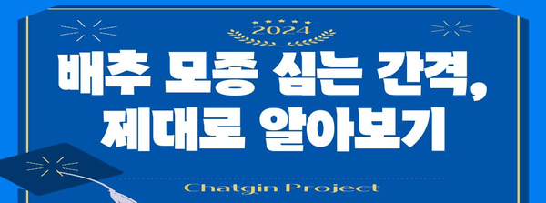 김장배추 모종 완벽심기 가이드 | 가을 김장을 위해