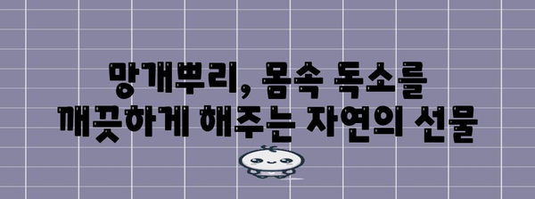 몸속 독소를 자연적으로 제거하는 망개뿌리