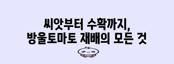 방울 토마토 재배 | 육즙이 넘치는 달콤한 열매