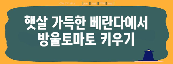 방울 토마토 재배 | 육즙이 넘치는 달콤한 열매