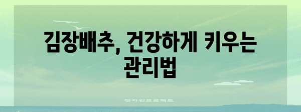 김장배추 모종 완벽심기 가이드 | 가을 김장을 위해