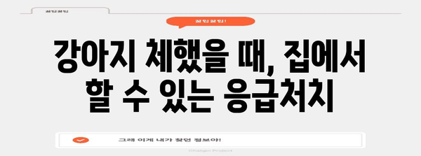 강아지 체한 뒤 대처법 | 삼전동25시동물병원이 알려드립니다